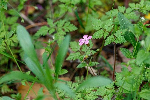 Schöne Frühlingsblumenwiese mit frischen Blumen