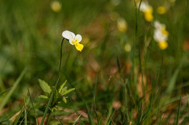 Schöne Frühlingsblumenwiese mit frischen Blumen