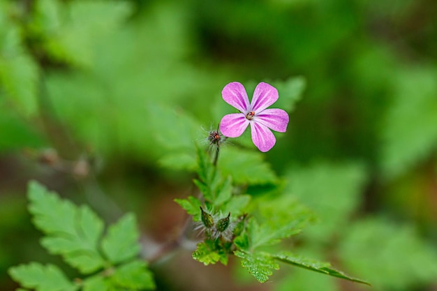 Schöne Frühlingsblumenwiese mit frischen Blumen