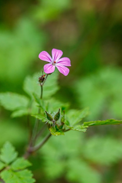 Schöne Frühlingsblumenwiese mit frischen Blumen