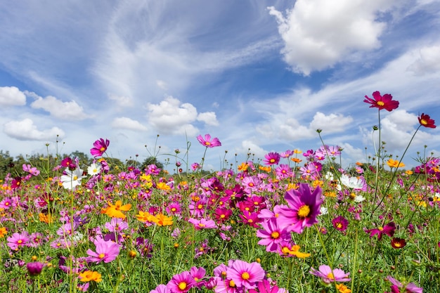 Schöne Frühlingsfelder und die Pflanze der Kosmosblumen auf der Boonrawd Farm an einem sonnigen Tag Chiang Rai Thailand