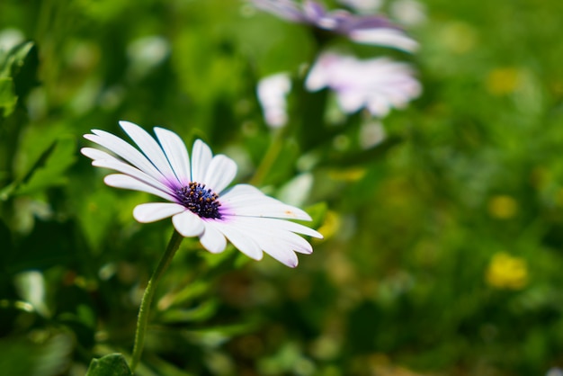 Schöne Frühlingsgänseblümchen in der Natur