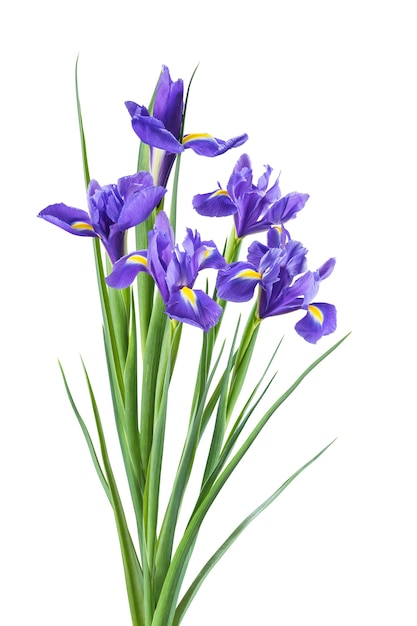 Schöne Frühlingsirisblumen lokalisiert auf weißer Oberfläche, für kreatives Design der Natur