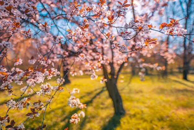 Schöne Frühlingskirschbäume, die blühen, zartrosa Blumen, Sonnenuntergang, Sonnenschein, sonnig, Wiese