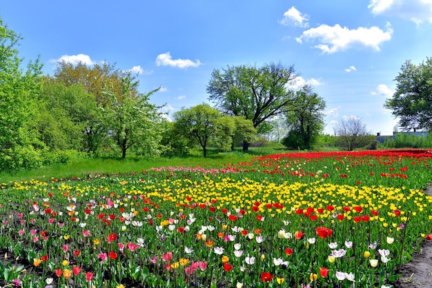 Schöne Frühlingslandschaft mit Bäumen und Feldblumen Tulpen gegen den blauen Himmel