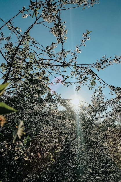 Schöne Frühlingslandschaft mit Bäumen