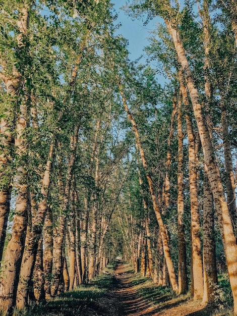 Foto schöne frühlingslandschaft mit bäumen