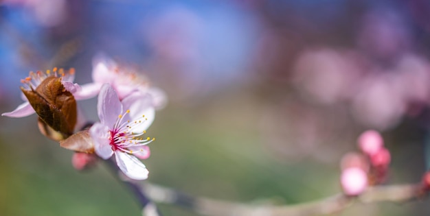 Schöne Frühlingsnaturszene mit rosa blühendem Baum Ruhige Frühlingssommer-Naturnahaufnahme und unscharfer Waldhintergrund Idyllische Natur