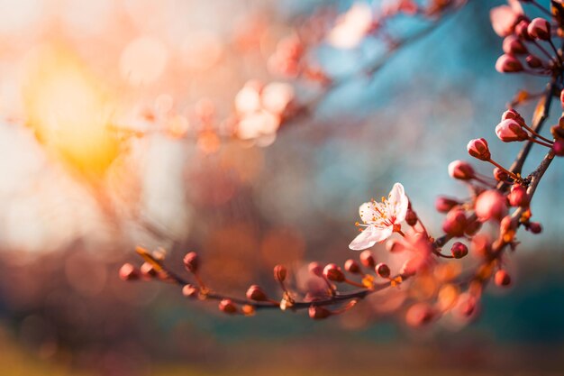 Schöne Frühlingsnaturszene mit rosa blühendem Baum Ruhige Frühlingssommer-Naturnahaufnahme und unscharfer Waldhintergrund Idyllische Natur