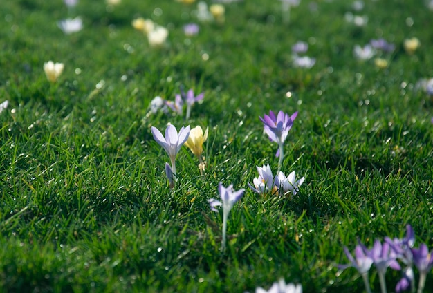 Schöne frühlingspurpurne, weiße, gelbe Krokusse auf einem grünen Rasen