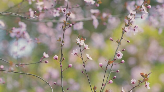 Schöne Frühlingsrose Kirsch-Plumenblüte Hintergrund weiße rosa Blüten im Frühling