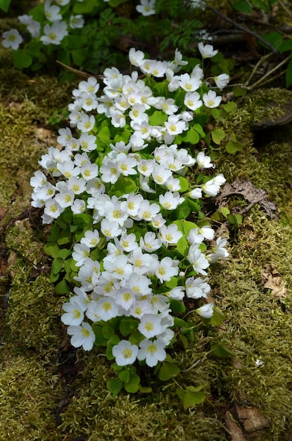 Schöne Frühlingswaldblumen im Freien