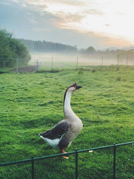 Schöne Gänse laufen auf einem grünen Rasen vor dem Hintergrund eines unglaublichen Sonnenuntergangs