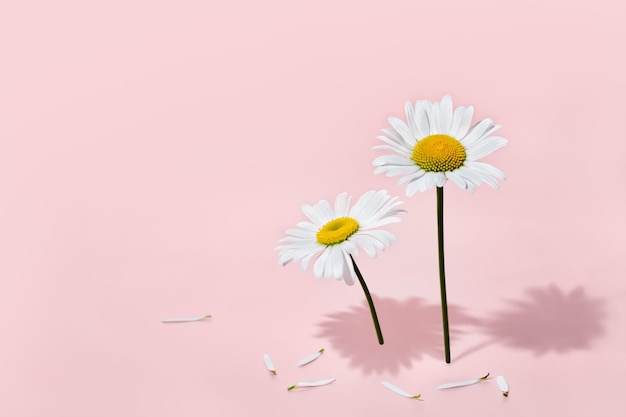 Schöne Gänseblümchen Blumen und Blütenblätter mit hartem Schatten auf rosa Hintergrund Kreatives Mockup