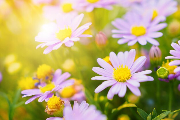 Schöne Gänseblümchenblumen auf grüner Wiese