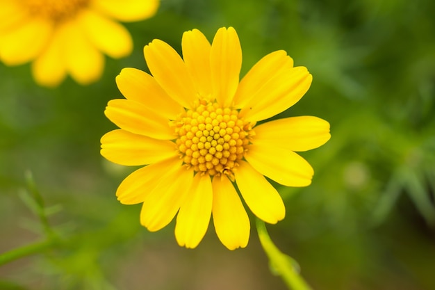 Schöne Gänseblümchenblumen