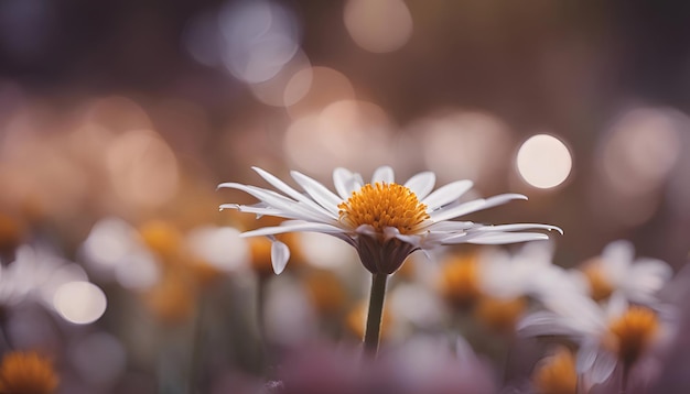 schöne Gänseblume im Garten mit Bokeh-Hintergrund