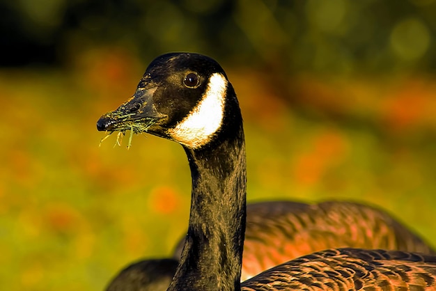 Foto schöne gans und schwan auf blauem seewasser an sonnigen tagen im sommer, schwäne auf der teichnaturserie