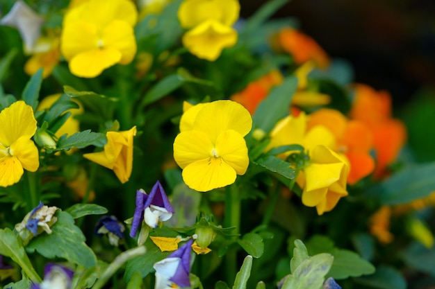 Schöne Garten Blumen