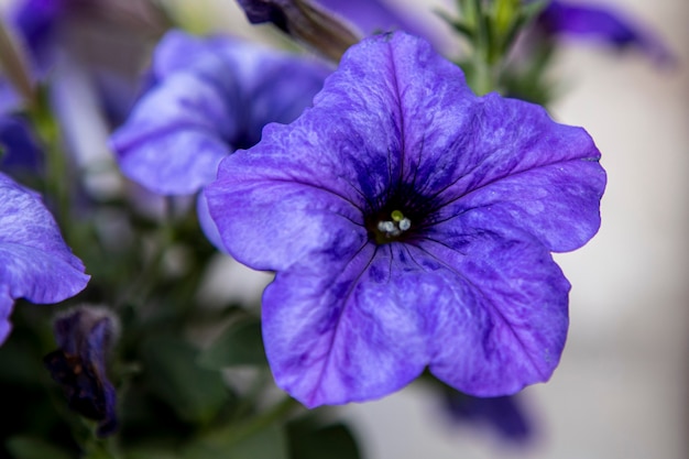 schöne garten petunie blumen hautnah