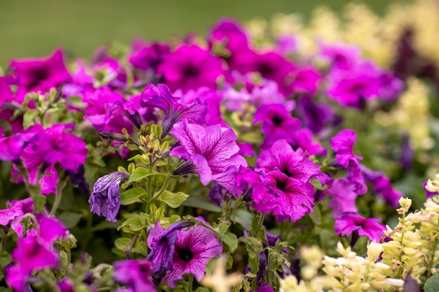 Schöne Gartenblumen auf dem Rasen