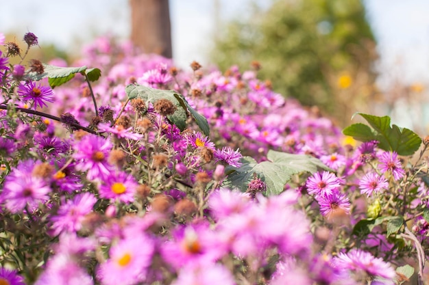 Schöne Gartenblumen Lila rosa rote Kosmosblumen in den Gartenfrühlingsblumen