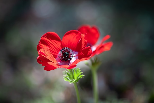 schöne Gartenblumenanemone wächst im Garten