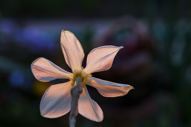 Schöne Gartenfrühlingsblumen. Natürlicher Hintergrund.