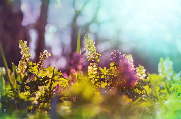 Schöne Gartenfrühlingsblumen. Natürlicher Hintergrund.