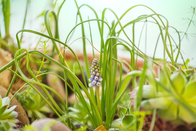 Schöne Gartenfrühlingsblumen