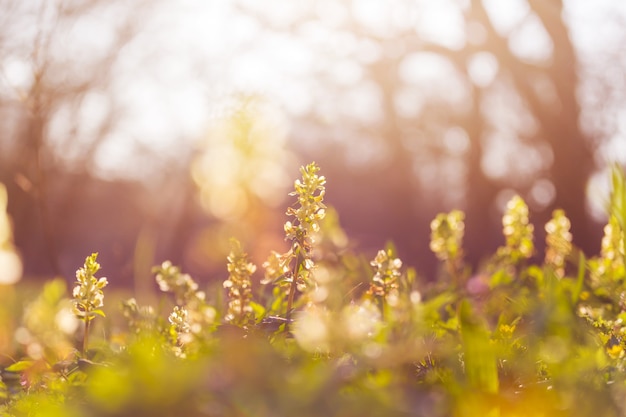 Schöne Gartenfrühlingsblumen