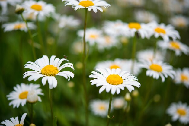 Schöne Gartenkamille blüht auf einem unscharfen grünen Grashintergrund, selektiver Fokus