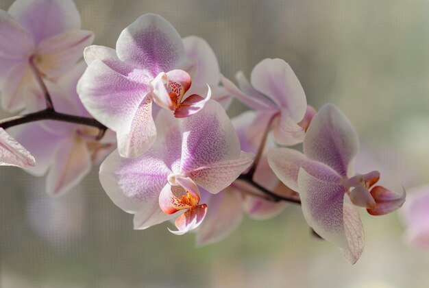 Schöne Gartenorchideenblume blühende Hauspflanze Makro