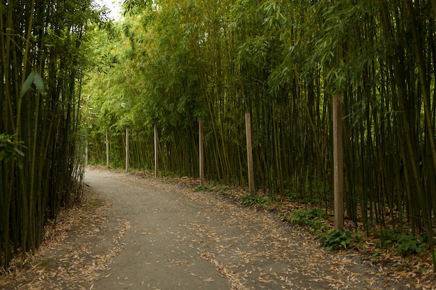 Schöne Gasse im Parkhintergrund