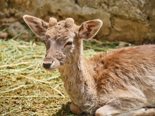 Schöne Gazelle auf einem Bauernhof