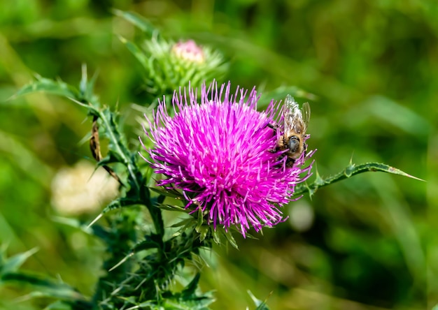 Schöne geflügelte Biene mit wilder Blume auf dem Hintergrund einer Laubwiese. Foto bestehend aus einer Biene mit wilder Blume, die langsam zur Graswiese fliegt. Sammeln Sie Nektar für Honig. Biene mit wilder Blume auf der Kräuterwiese