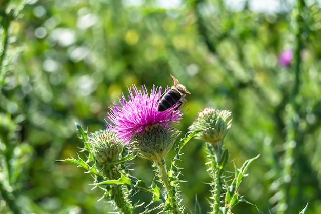 Schöne geflügelte Biene mit wilder Blume auf dem Hintergrund einer Laubwiese. Foto bestehend aus einer Biene mit wilder Blume, die langsam zur Graswiese fliegt. Sammeln Sie Nektar für Honig. Biene mit wilder Blume auf der Kräuterwiese
