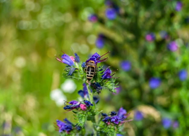 Schöne geflügelte Biene mit wilder Blume auf dem Hintergrund einer Laubwiese. Foto bestehend aus einer Biene mit wilder Blume, die langsam zur Graswiese fliegt. Sammeln Sie Nektar für Honig. Biene mit wilder Blume auf einer Kräuterwiese