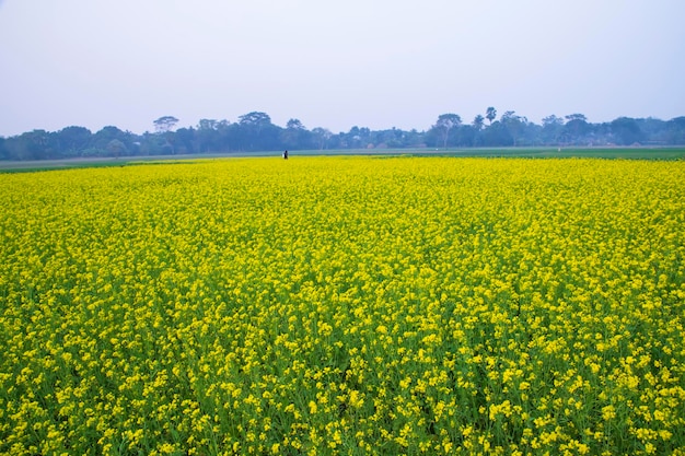Schöne gelb blühende Rapsblüte auf dem Feld mit Blick auf die natürliche Landschaft