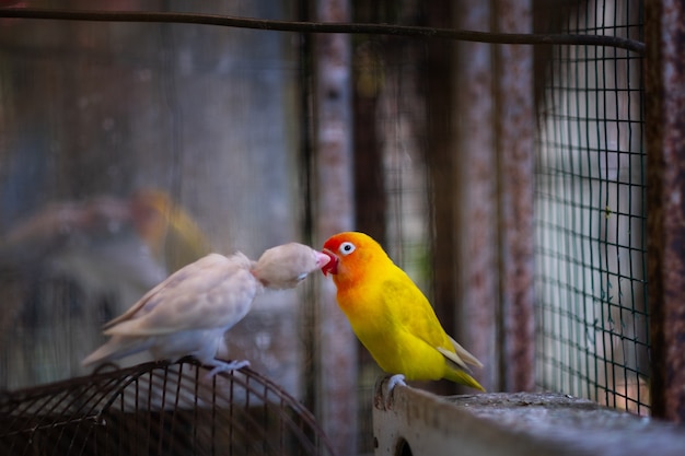 schöne gelb-weiße Papagei Lovebird, zwei Papageien küssen