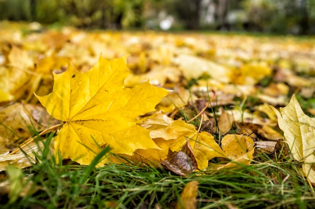 Schöne gelbe Ahornblätter liegen auf dem bewölkten Tag des grünen Grases nach dem Regen