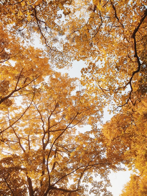 Schöne gelbe Baumaste im Herbstpark