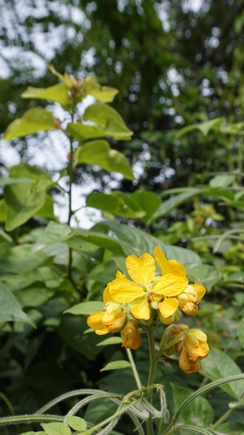 Schöne gelbe Blüten von Senna hirsuta, auch bekannt als wollige oder haarige Senna, zusammen mit grünem Blatthintergrund