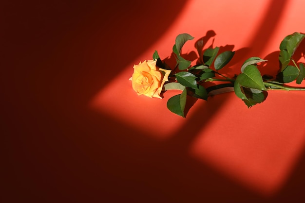 Schöne gelbe Blume auf farbigem Hintergrund mit Fensterschatten Österreichischer Briar