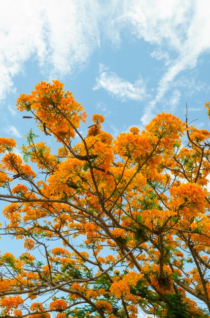 Schöne gelbe Blume mit blauem Himmel