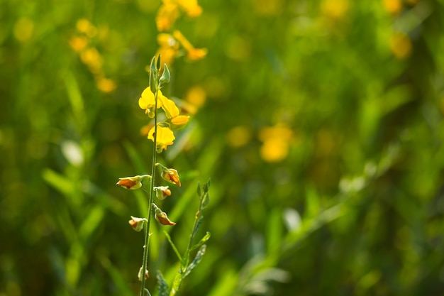 Schöne gelbe Blume, Sunnhanfblumenfeld, die Felder der Hintergrundunschärfe.