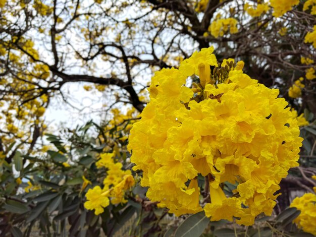 Schöne gelbe Blume