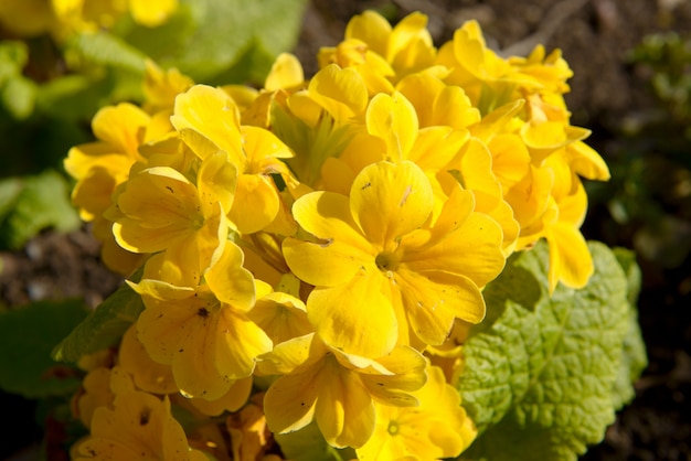 Schöne gelbe Blumen auf dem Land