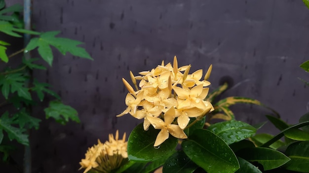 Schöne gelbe Blumen auf purpurrotem Wandhintergrund