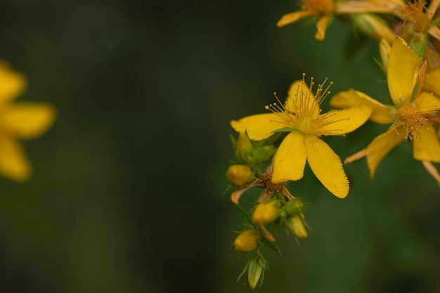 Schöne gelbe Blumen aus nächster Nähe, Makrofoto von gelben Blumen